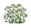 Alpenkräuter