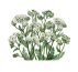 Alpenkräuter